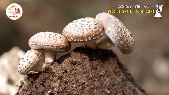 体験農場 夢の里公文農園