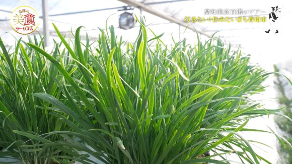 ニラ農家・松山さん