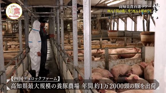 四国デュロックファーム