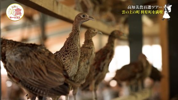 四万川 雉生産部